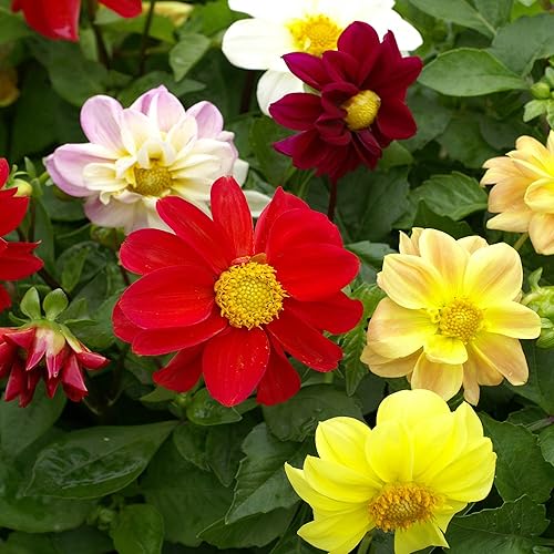 Miniatura 6 de RAISE ME UP Semillas Dahlia Mignon Mixtas Anuales Flores