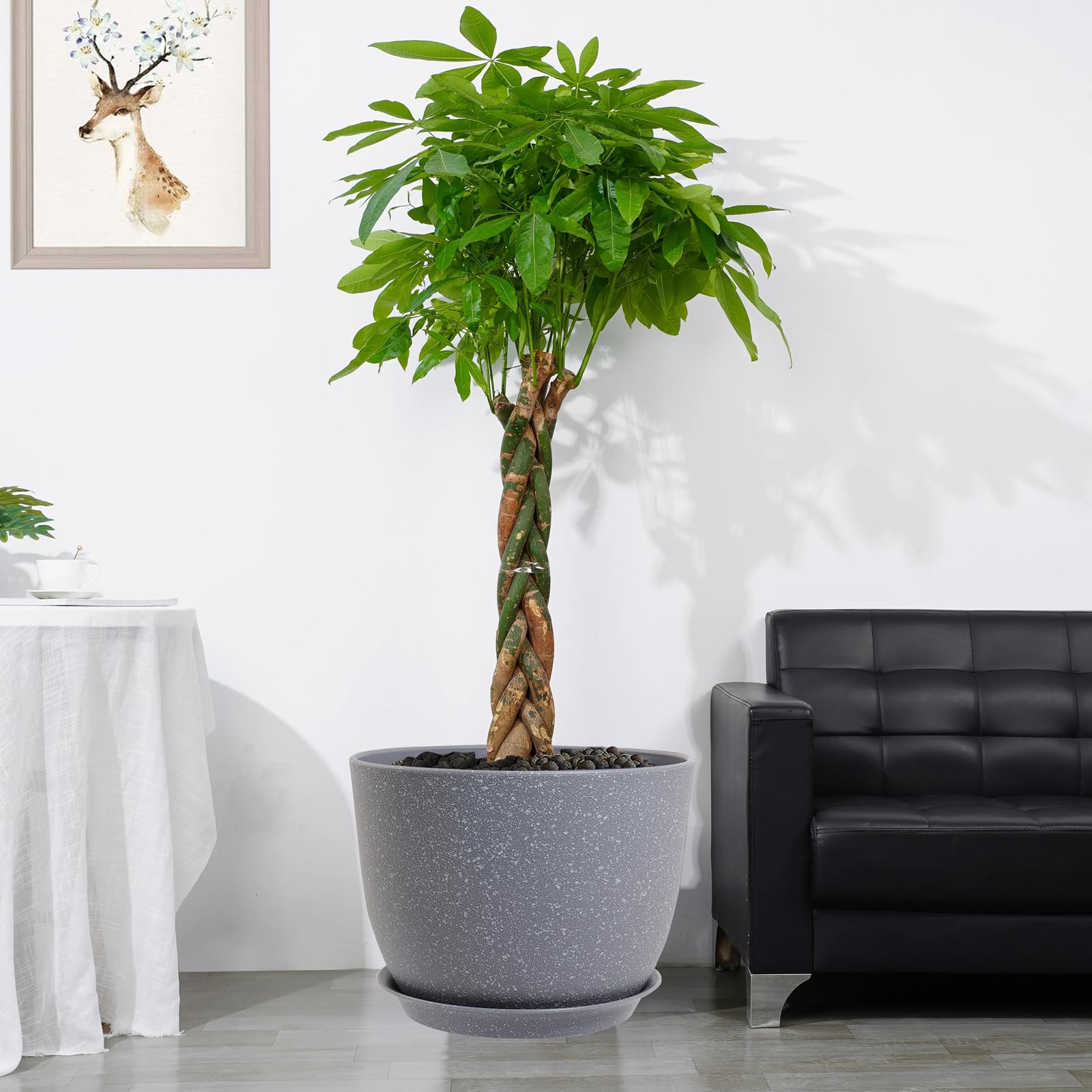 ポポラス/ 729 PY059H-01__12760.1751895578.