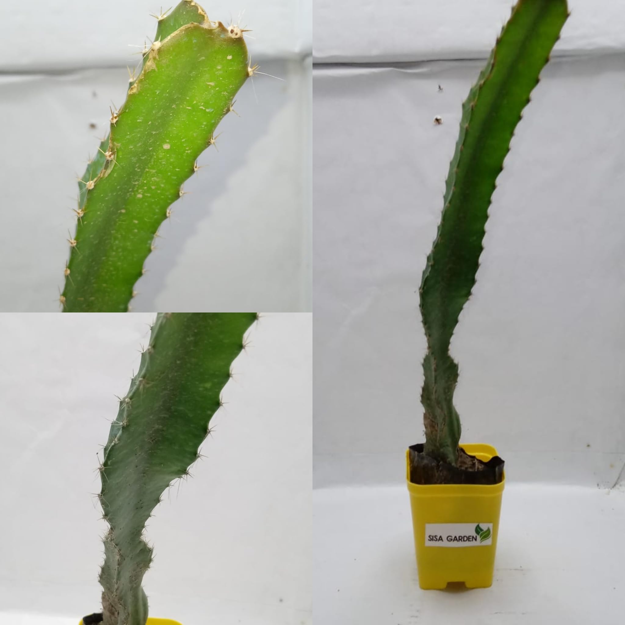 SISA garden Live Dragon Fruit Tree Plant Combo Pack Of 4 Plant, Plant Height 6-8 CM