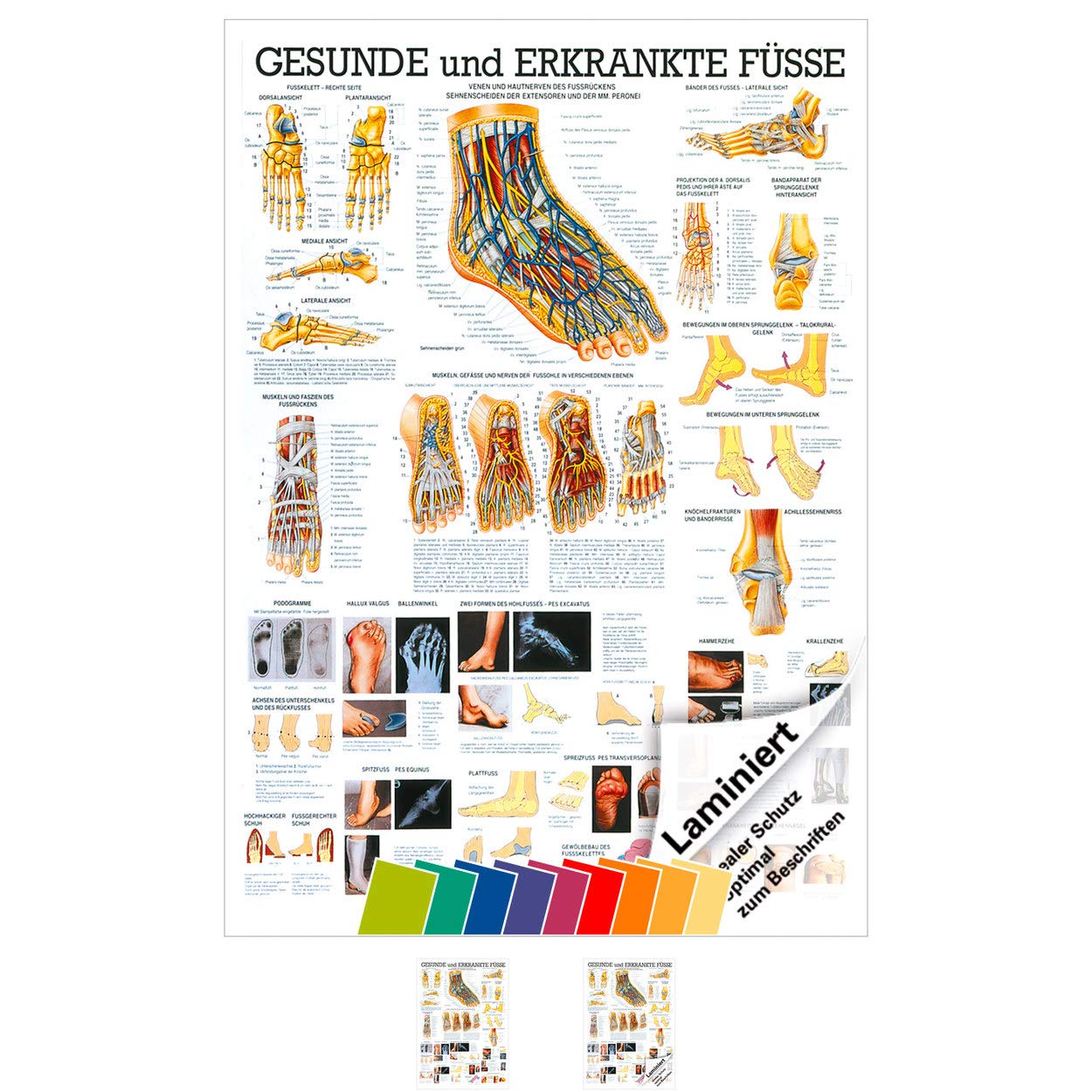Sport-Tec Der Fuß Lehrtafel Anatomie 100x70 cm medizinische Lehrmittel
