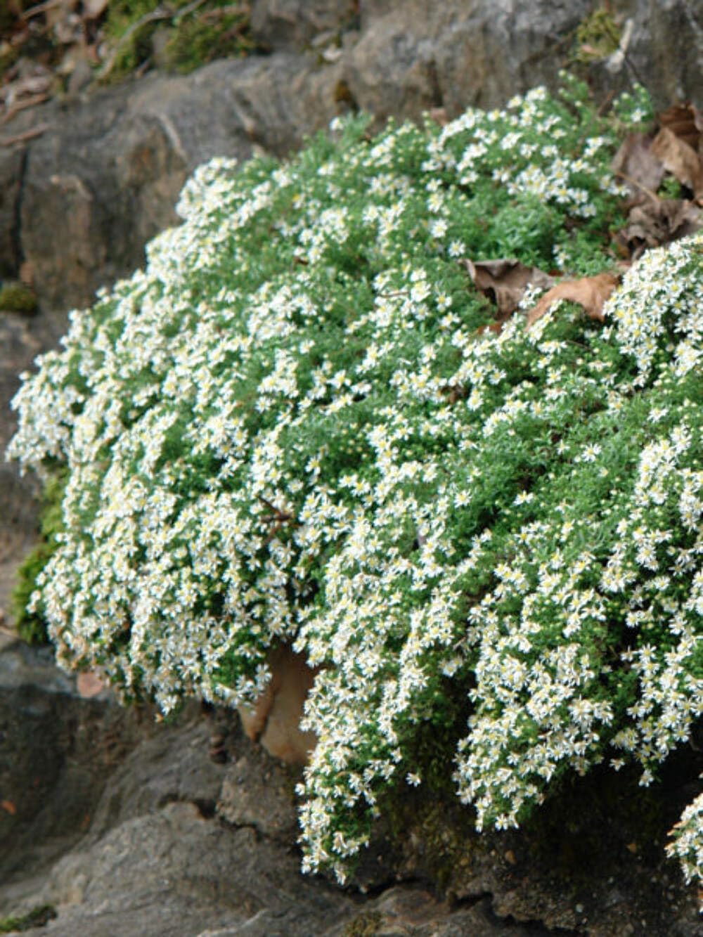 Perennial Farm Aster Ericoides Snow Flurry