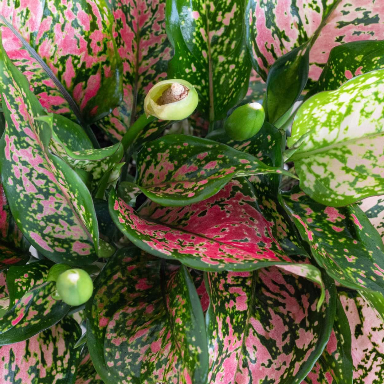United Nursery Aglaonema Ruby Ray Live Plant 14–16 inches Tall in 6 inch Plant Pot, Chinese Evergreen Colorful Low Light Indoor House Plant for Office & Home Decor