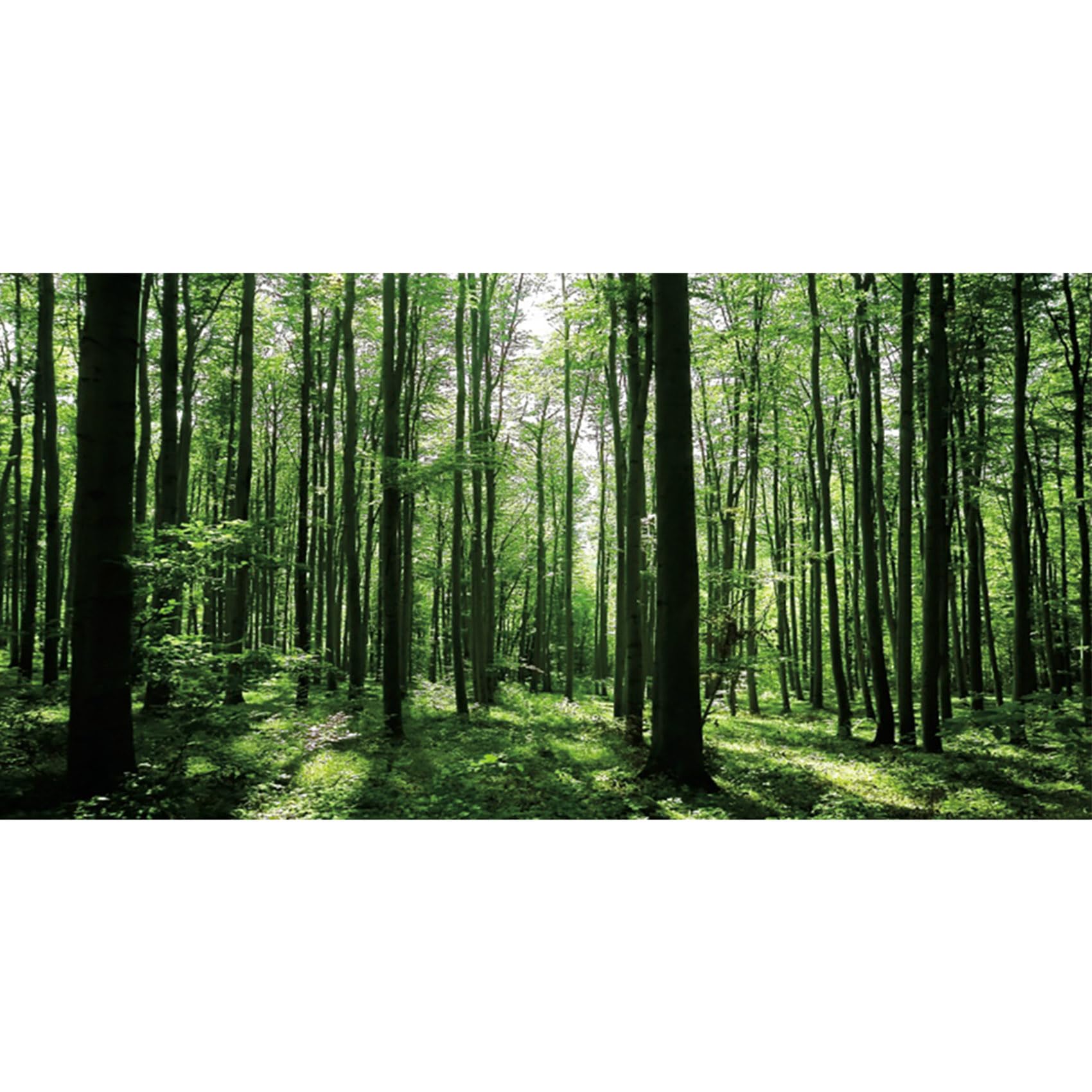 MIRRORANG 76x46cm Forest Terrarium Background Rainforest Aquarium Background Sunshine Green Tree Reptile Habitat Background Durable Vinyl Background