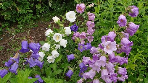 Miniatura 2 de Semillas Canterbury Bells Doble Mezcla Flores Bienales