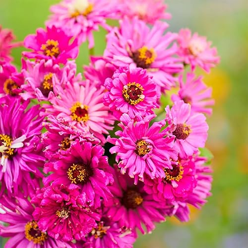 Miniatura 1 de Beautiful Garden Flower Seeds 200+ Zinnia Seeds - Super Cactus Lilac Emperor