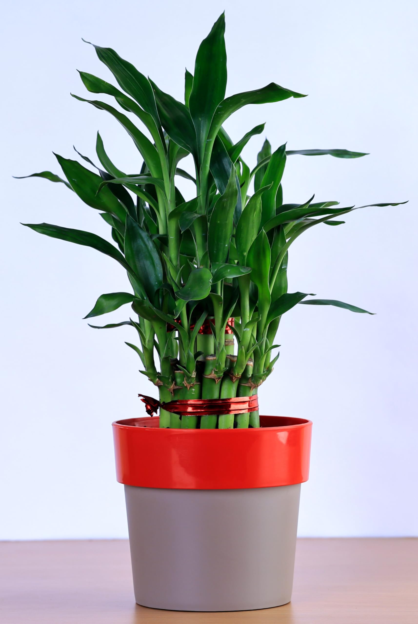 Lucky bamboo 2 layer (LIVE PLANT) with Indoor pot- Red colour-image-30