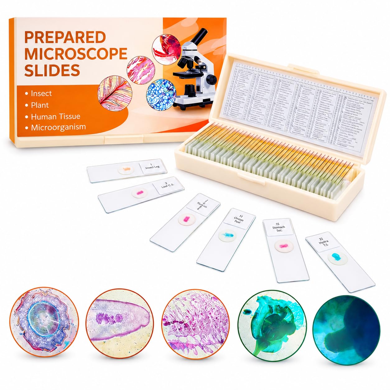 Prepared Microscope Slides Set of 50, Permanent Biological Specimen Slides with Storage Box for School, College, Biology Students and Laboratory Use-image-47