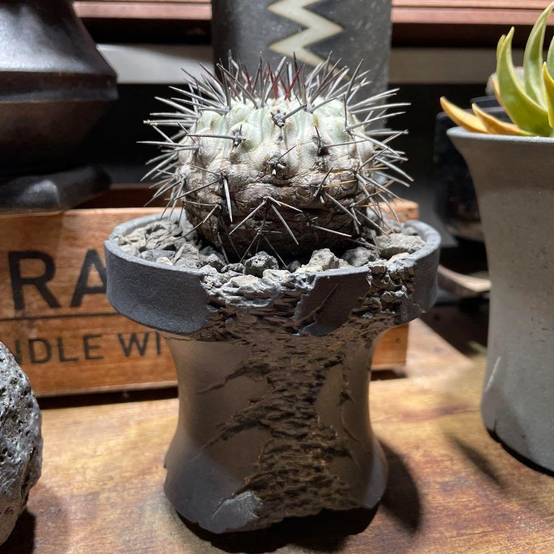 7 モンステラ デリシオーサ ミント 組織培養苗 順化済み ネコポス発送 7 モンステラ デリシオーサ ミント 組織培養苗 順化済み ネコポス発送