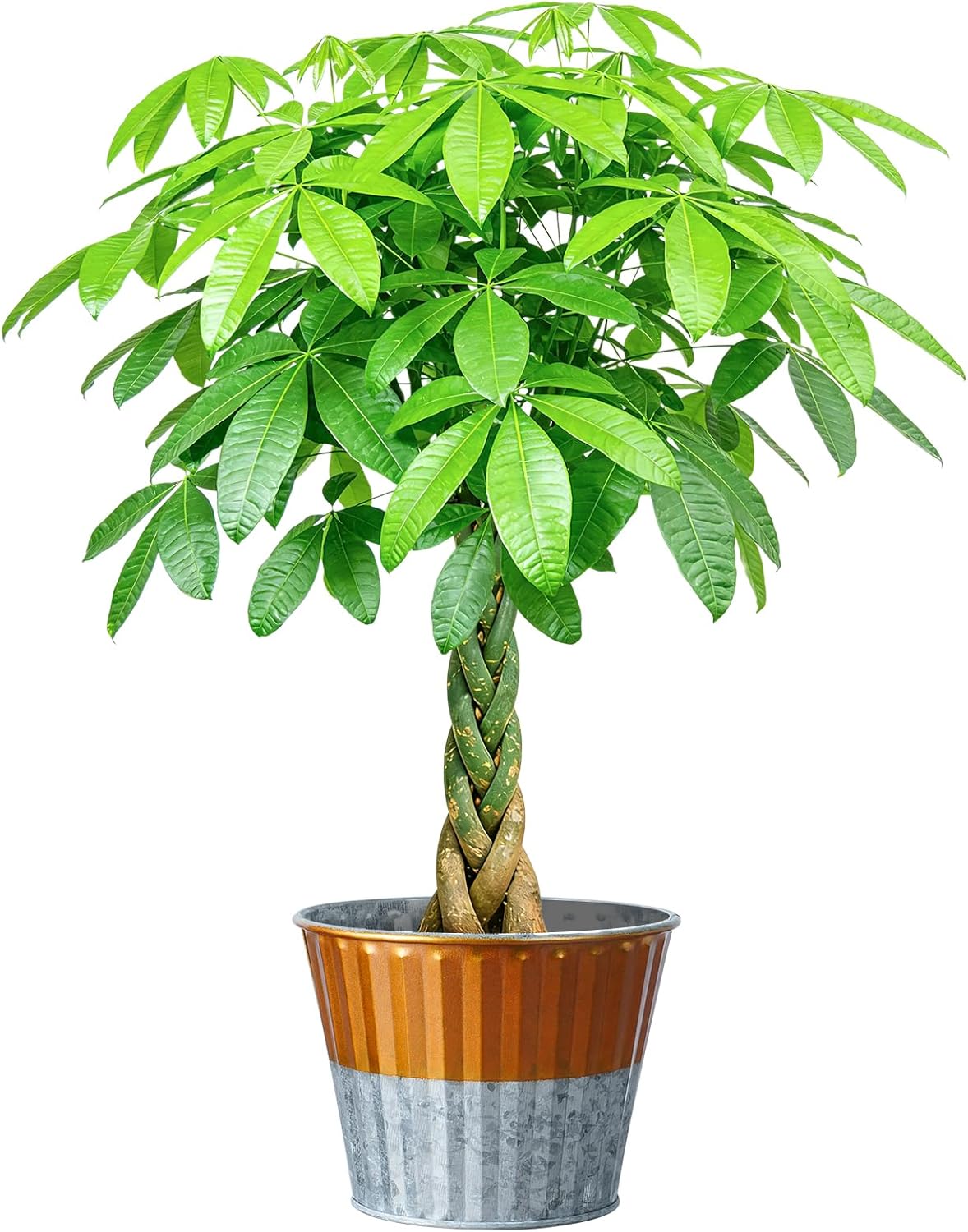 Live Plants Money Tree in 4" White Plastic Pot, Easy to Grow Houseplant, Indoor Bonsai, Home Office Decor, Birthday Housewarming Gift