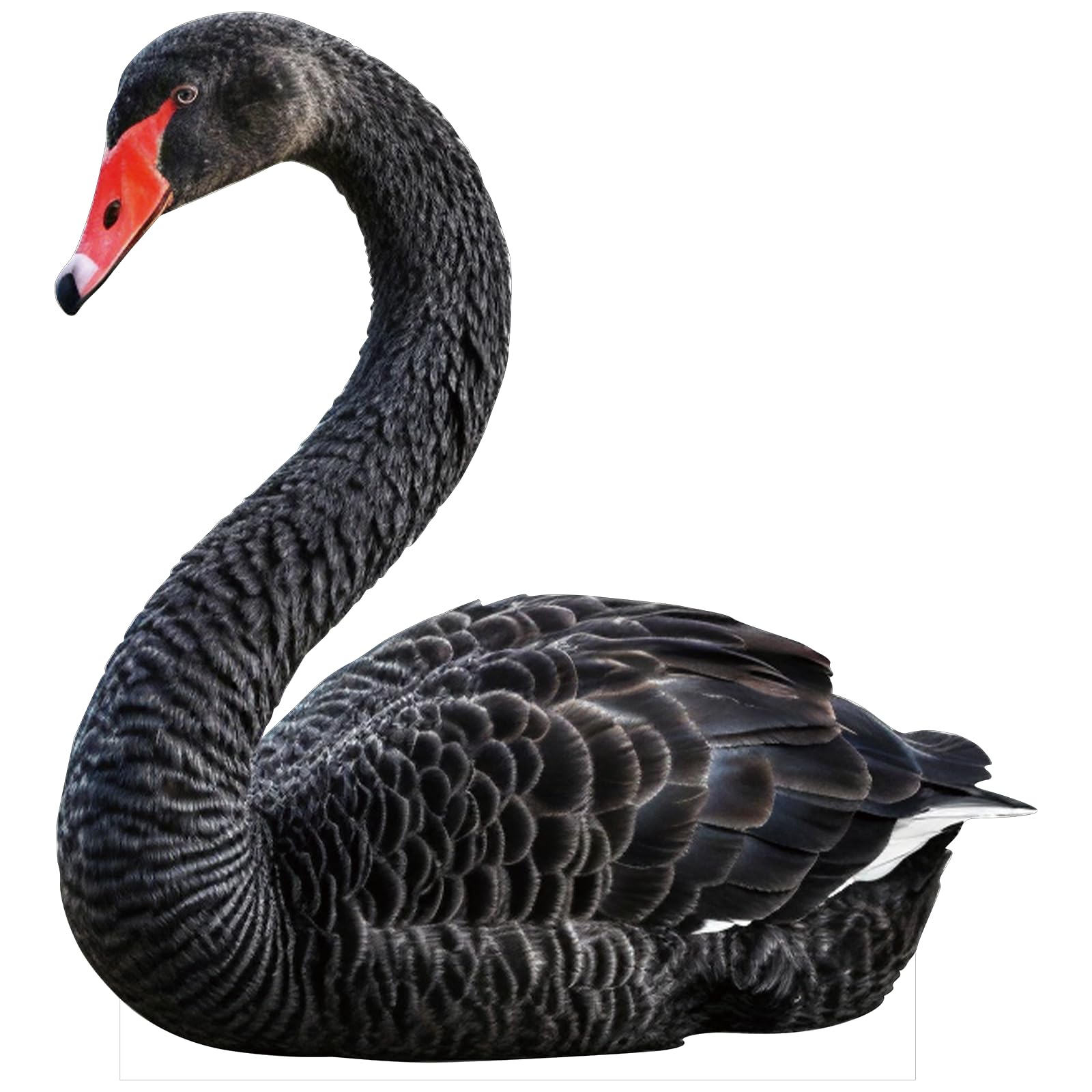 Black Swan Cardboard Cutout, 1 ft Life Size, 1 pc