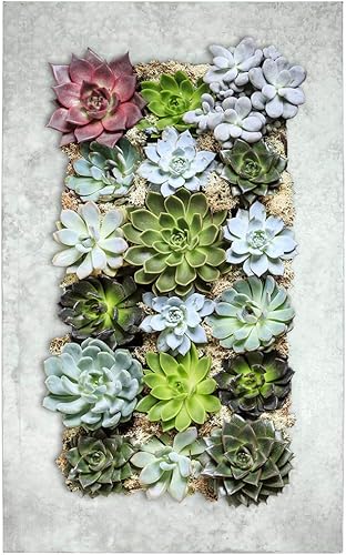 Vista 80 de Vandue Modern Home Living - Maceta suculenta de acero galvanizado de acero galvanizado (zinc envejecido, 16 bolsillos)