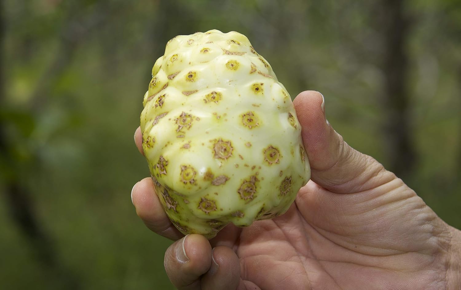 Polvo virgen noni 100 puro polvo hawaiano noni paquete de 8 onzas