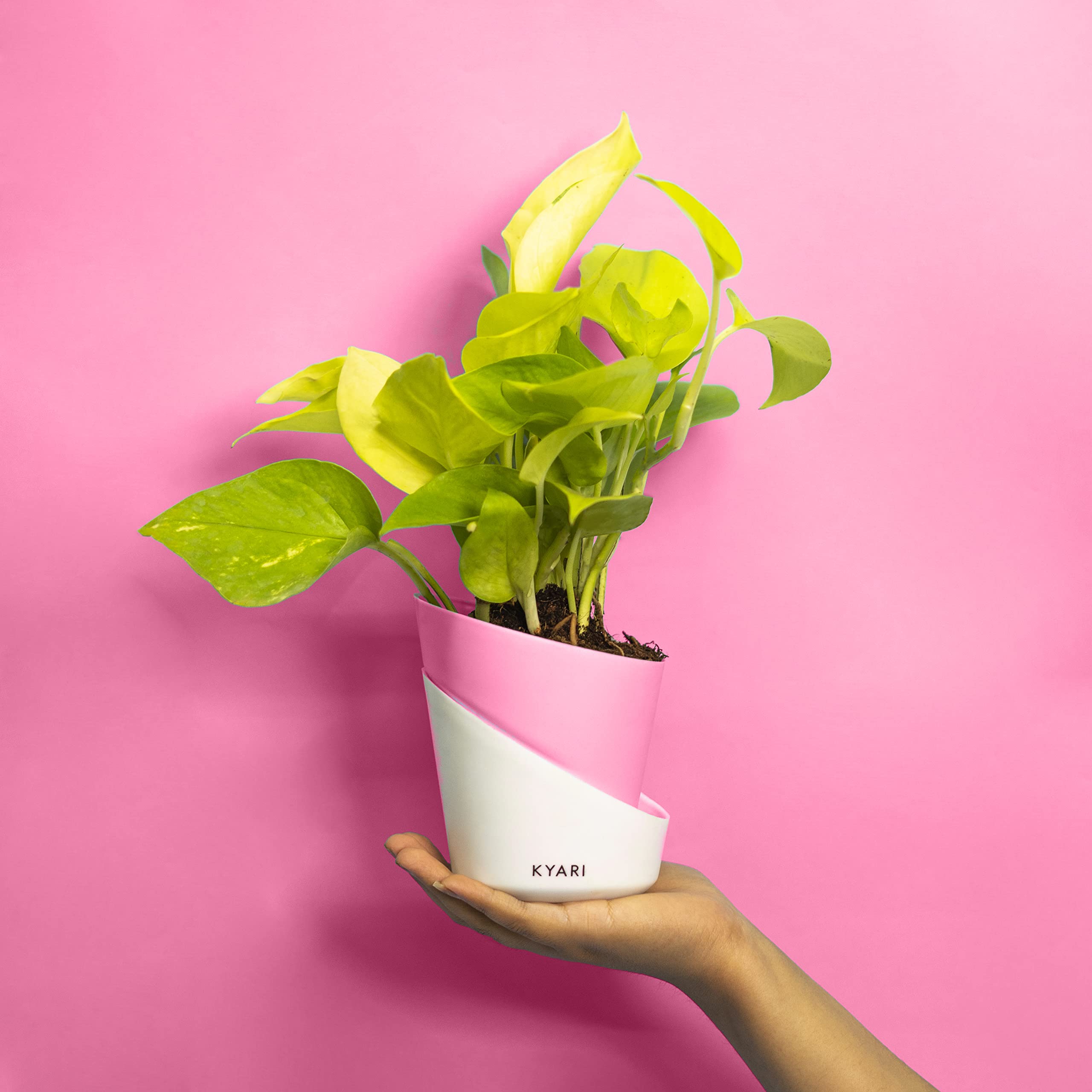 KYARI Golden Money Indoor Plants for Living Room | Live Plants | Plants with Baby Pink Self Watering Pot for Home | Air purifier plants | Plants for Home Decor | Plants for Garden & bedroom