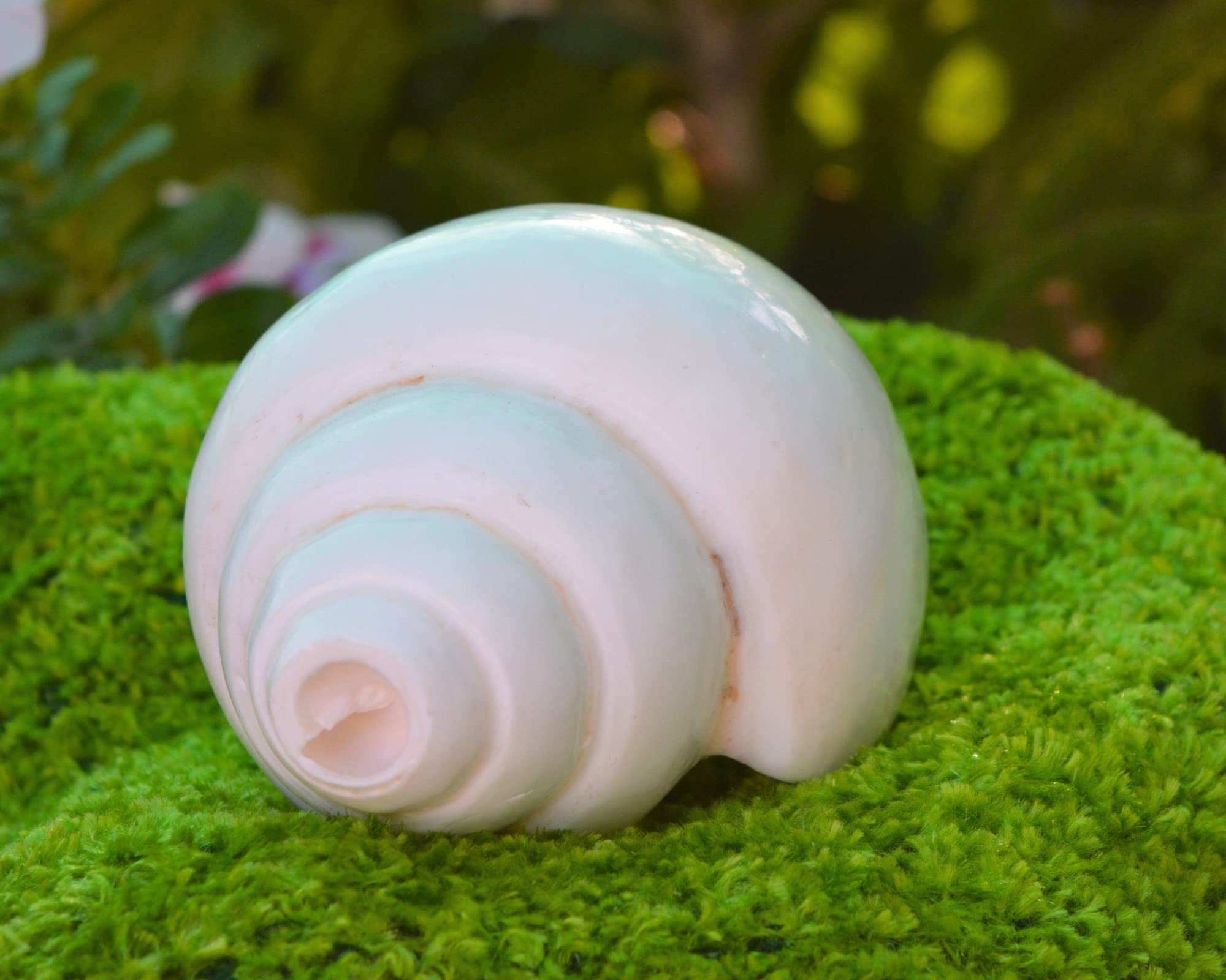 P.Shankha 白法螺 pup Amazon.com - White conch shell,Conch Shell Spiritual Puja-Blowing ビカクシダ