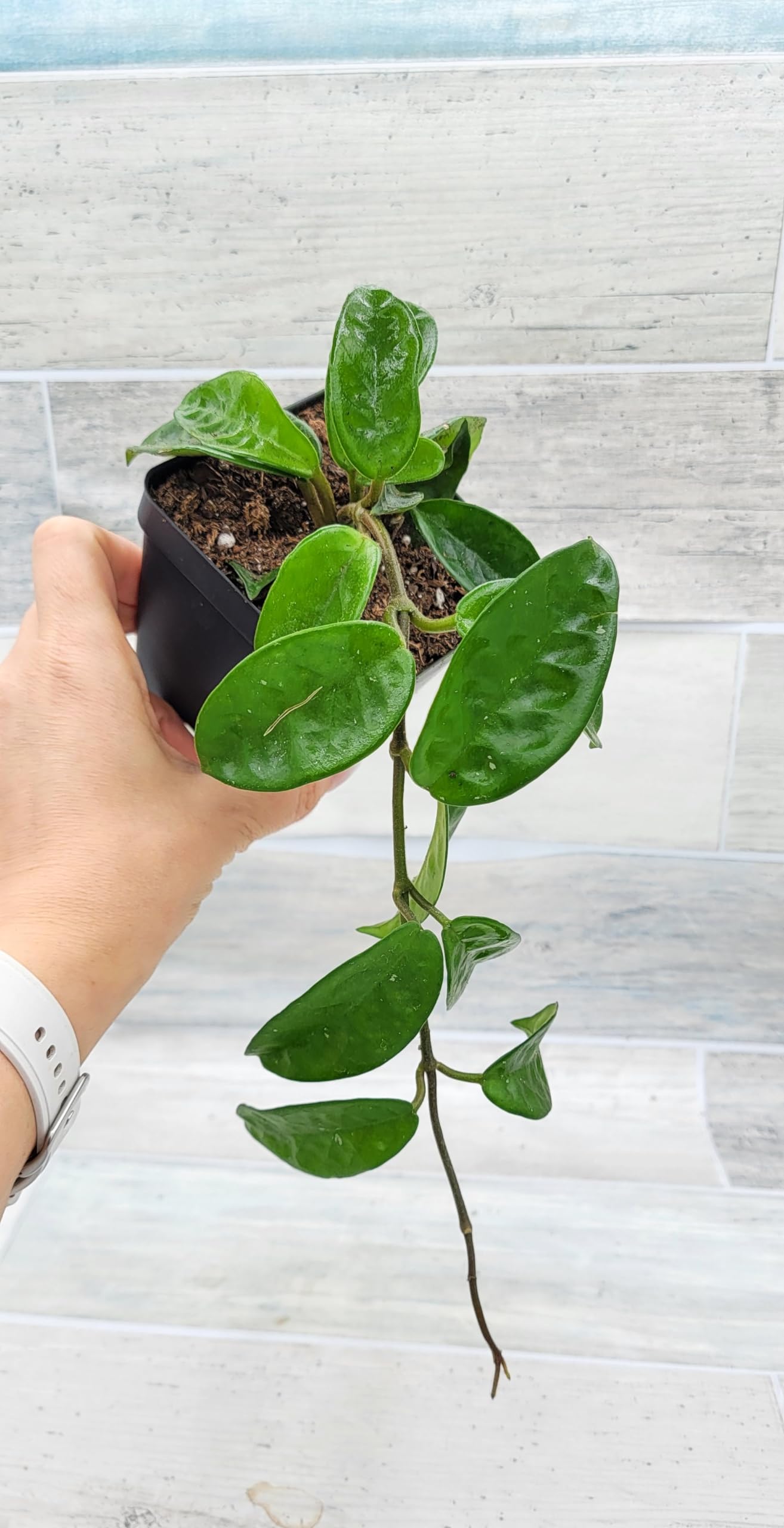 Hoya Krinkle8 Live Rare House Plants in 4" Pot by 3exoticgreen - Fully Rooted Plants Live Houseplants, Ideal Indoor Plants, Perfect Live Indoor Plants for Home Decor and Growth