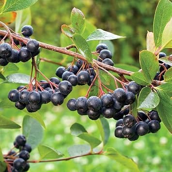 T pl  Rus Yaban Mersini Nero Aronya Fidan  10-20 cm