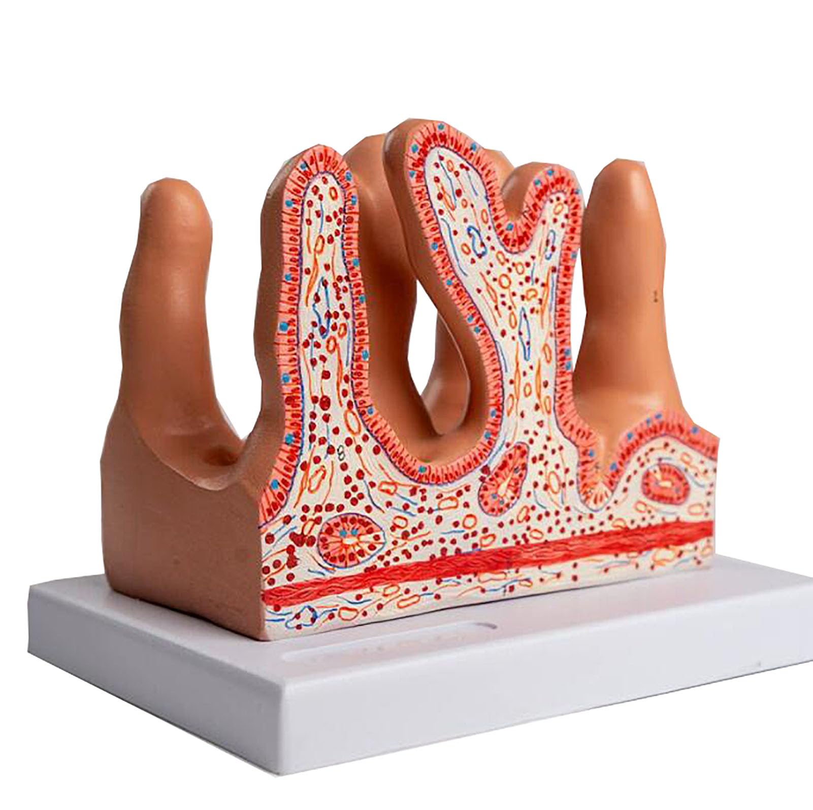 GTHTUHFD Luzaoq Anatomy Model Of Human Intestinal Villi,Model Of Organs Of The Human Digestive System,Anatomy Model Of The Colon Villi For The Study Of Diseases