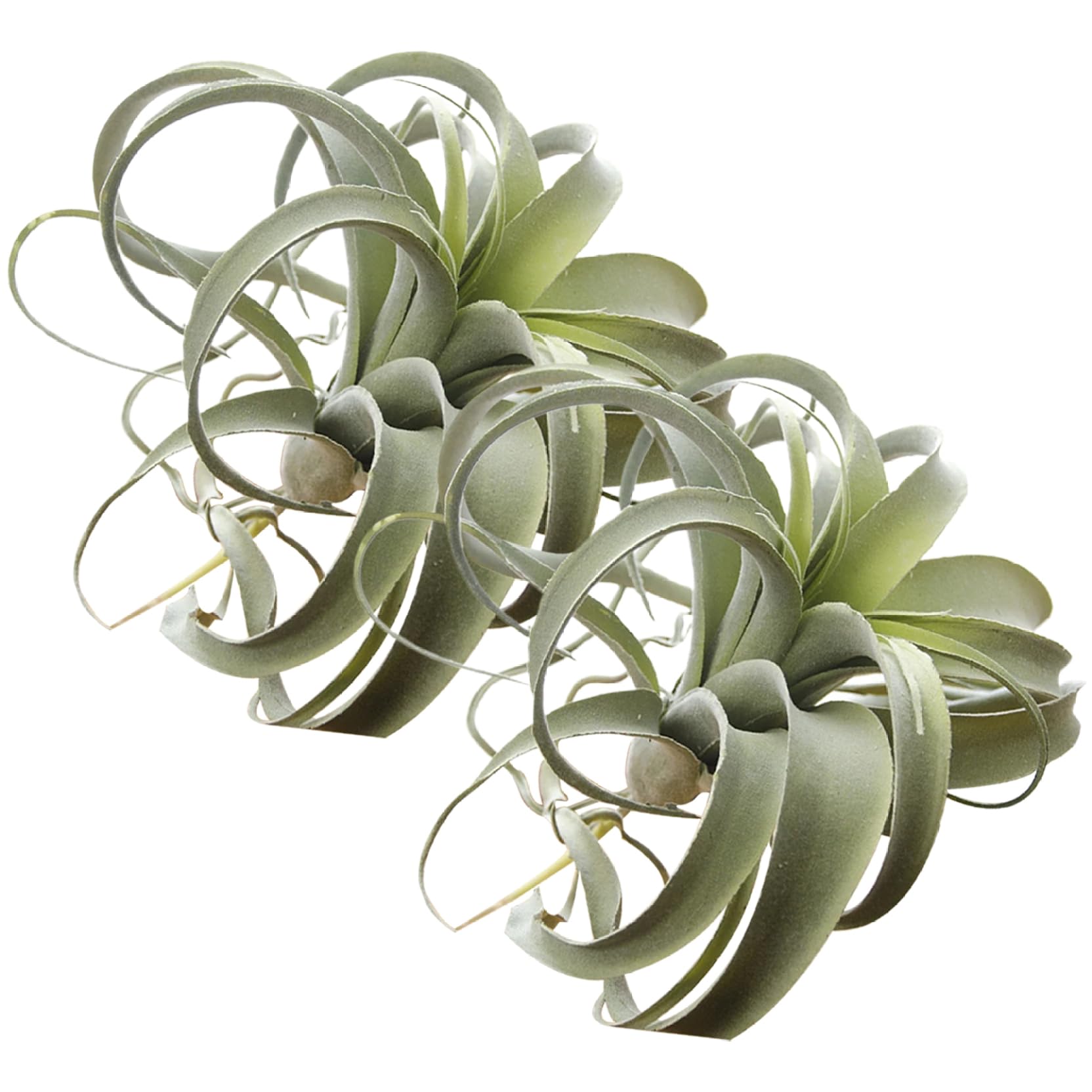 Plante à air artificielle réaliste : fini les tillandsias qui s'assèchent