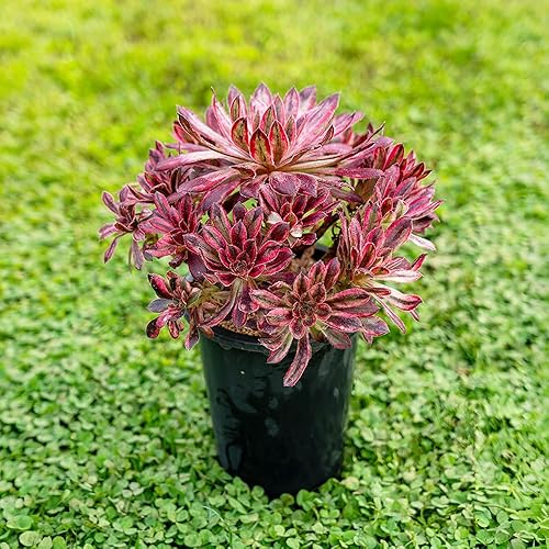 Miniatura 2 de Aeonium Superbang Variegata - Planta suculenta viva de 8 pulgadas, aeonio de follaje rojo y negro abigarrado, suculenta vibrante con múltiples