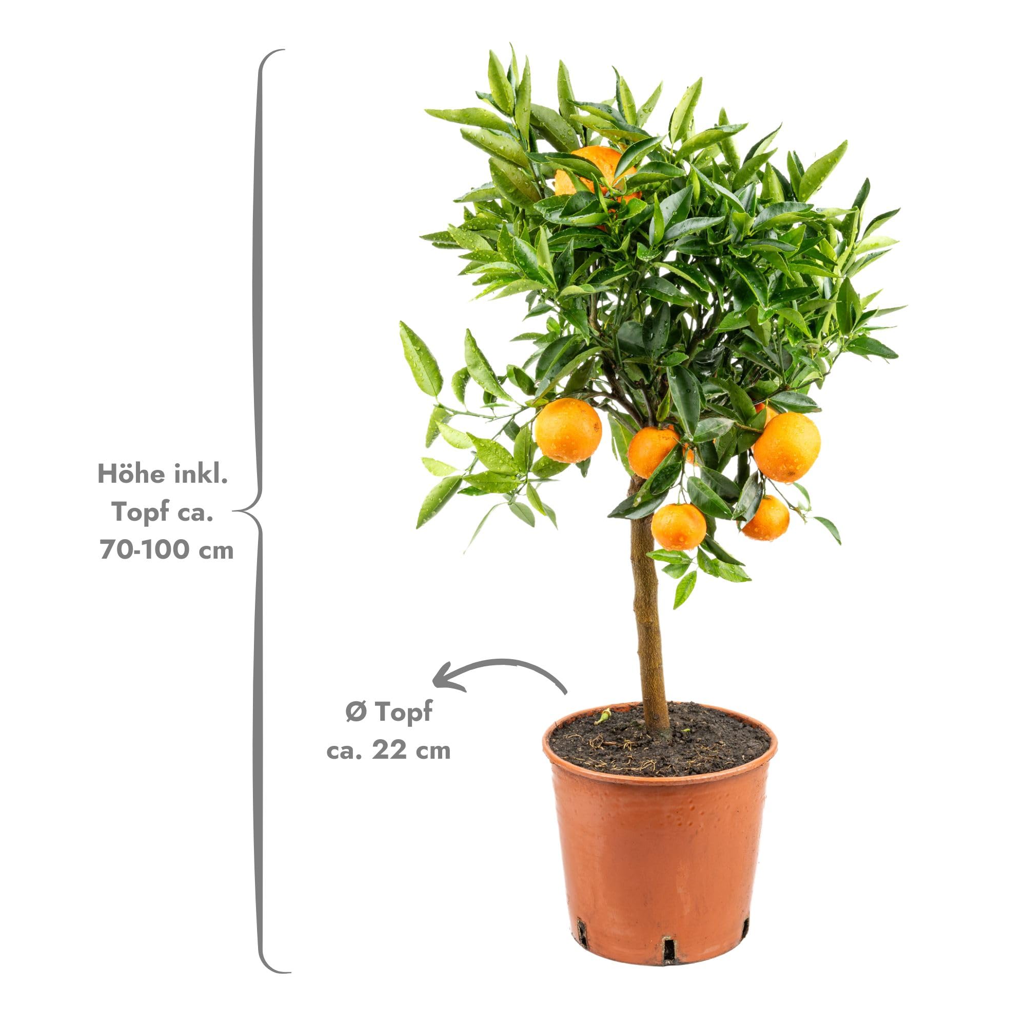 Meine Orangerie Clementinenbaum - süße Clementine - echter Citrusbaum - fruchtreifes Bäumchen für Garten, Balkon oder Terrasse (Topf Ø 22cm)
