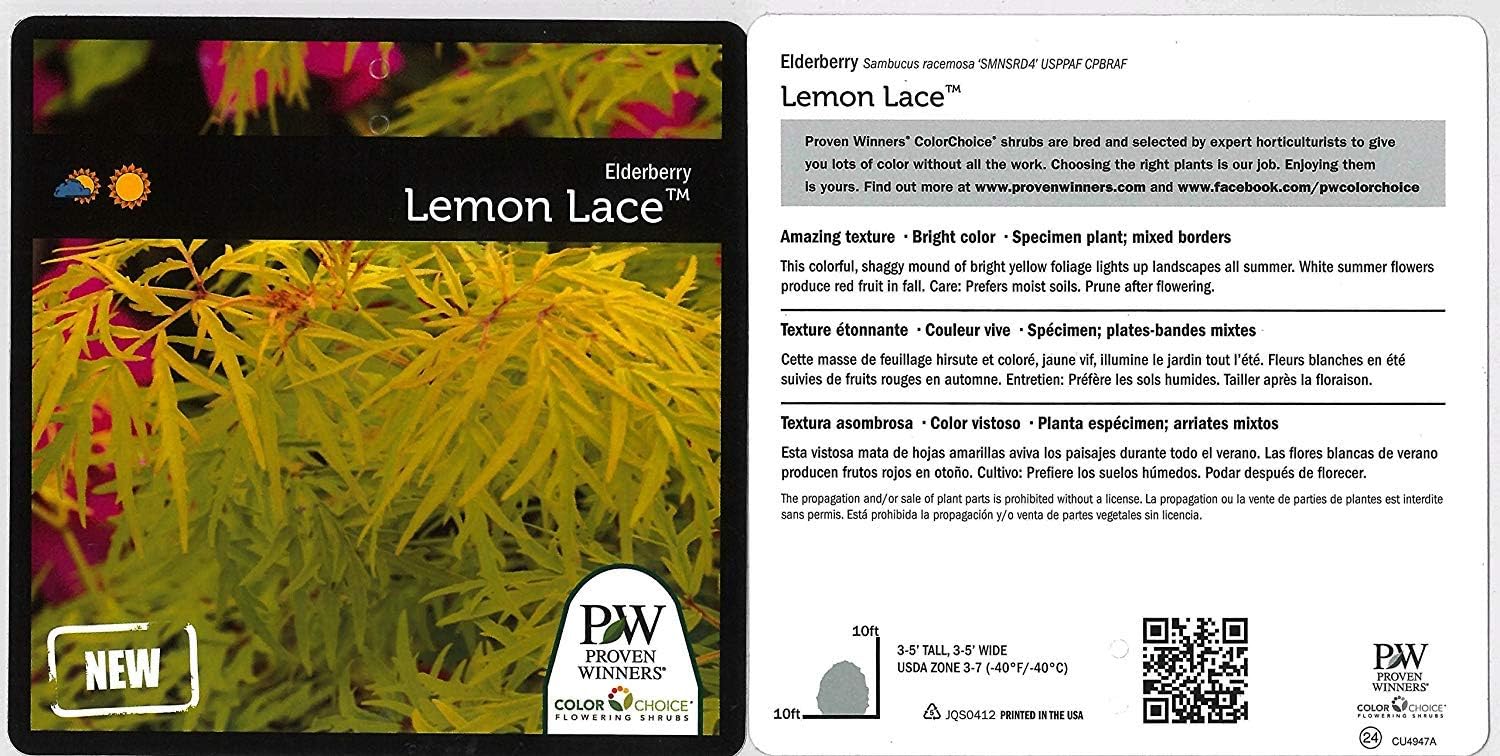 Proven Winners - Sambucus racemosa Lemony Lace (Elderberry) Shrub, , #3 - Size Container
