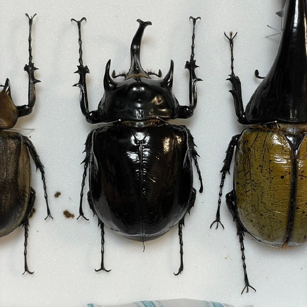 標本】マルスゾウカブト2♂1♀ 大型 マルスゾウカブト♂野外標本 大型
