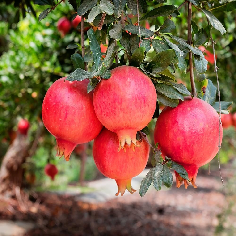Parfianka Pomegranate, 7 Gallon Live Nursery Pot, Juicy Red Fruit| Arbor Day Foundation (Due to Agricultural Laws, Unavailable to CA, AZ, TX)
