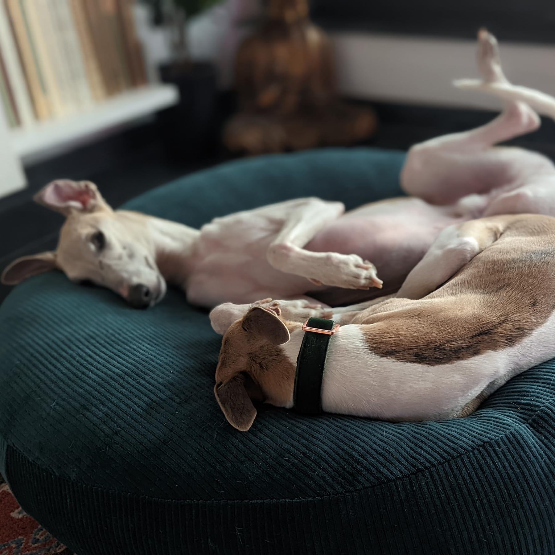EDEL&SCHNELL Hundebett Wechselbezug dunkelgrau, Ersatzbezug für rundes Hundebett 65 cm aus weichem Cordstoff