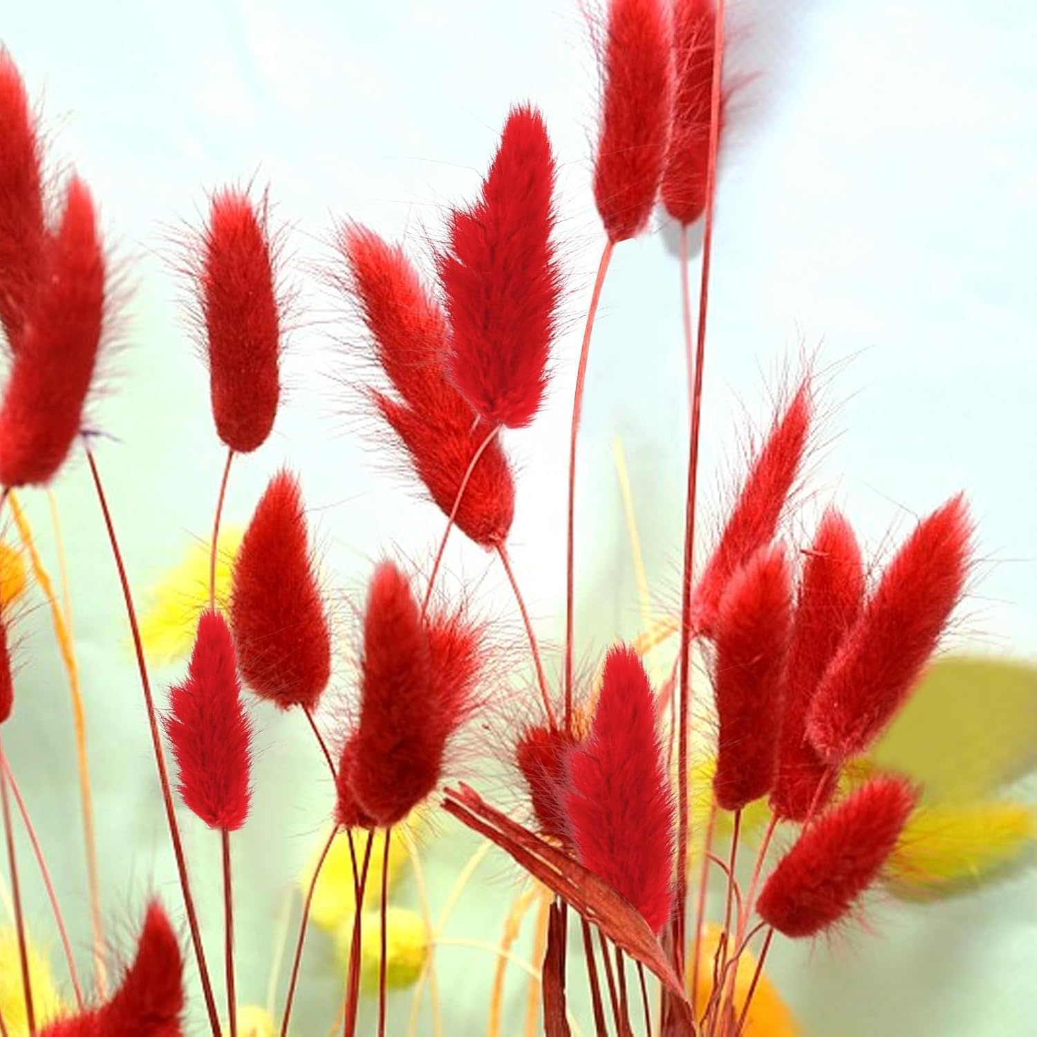 HUAESIN 120PCS Fiori Secchi Coda di Coniglio Erba della Pampas Naturali Bouquet Fiori di Pampas Erba Coda di Coniglio Rosso Pampas Decorative Secche per Casa Tavolo Festa