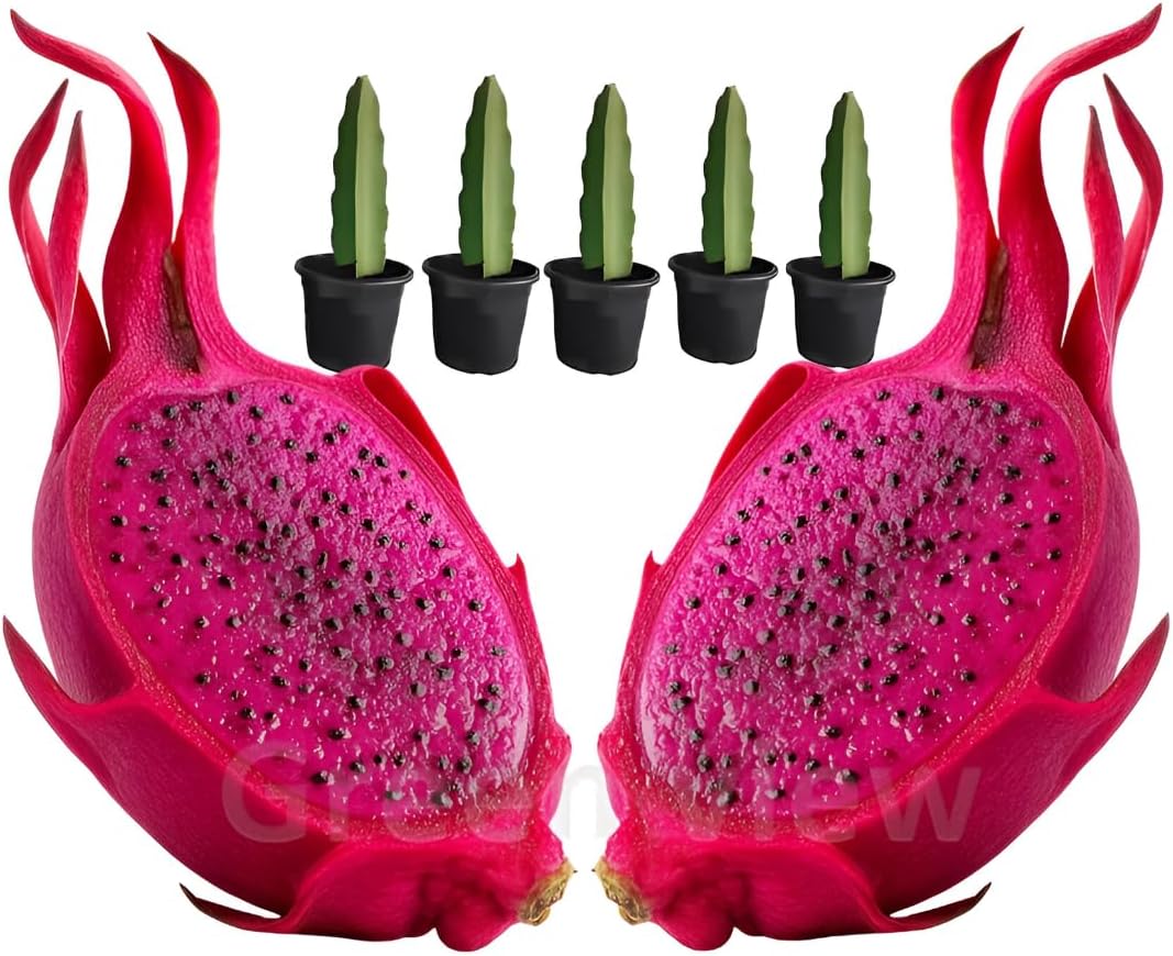 red Flesh Dragon Live Plant (Pack of 5) Healthy Dragon Fruit Hybrid Live Plant well rooted Saplings in Nursery Grow Bag
