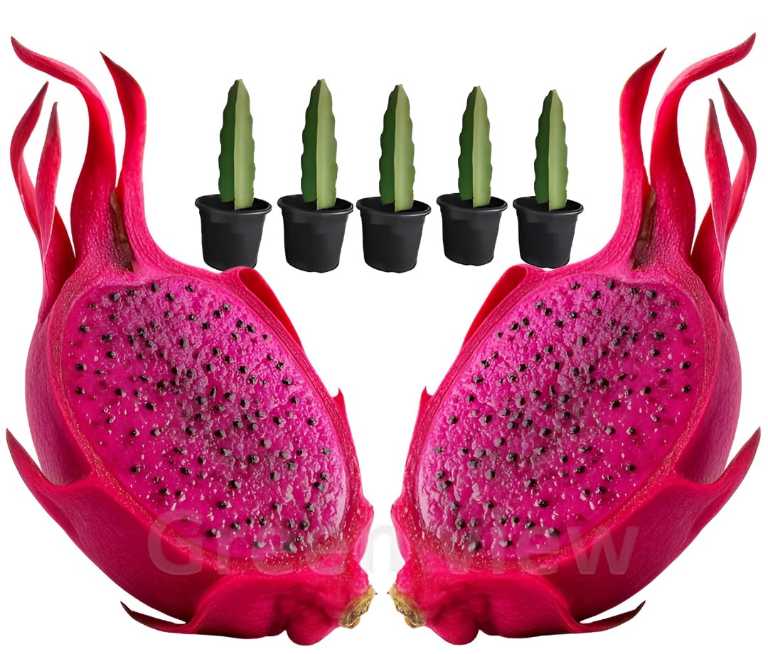 red Flesh Dragon Live Plant (Pack of 5) Healthy Dragon Fruit Hybrid Live Plant well rooted Saplings in Nursery Grow Bag