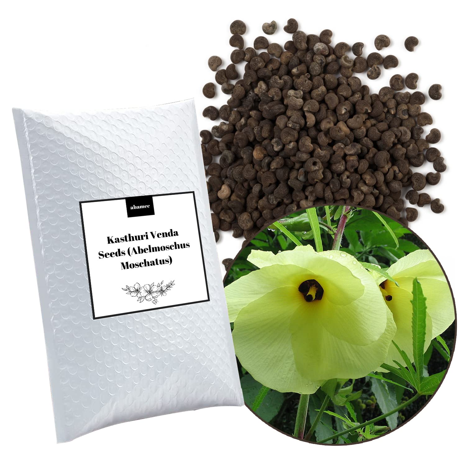 Kasthuri Venda Seeds (Abelmoschus Moschatus), Rare Okra Seeds for Home & Kitchen Gardening (B09XN53DR5) Amazon Price History, Amazon Price Tracker
