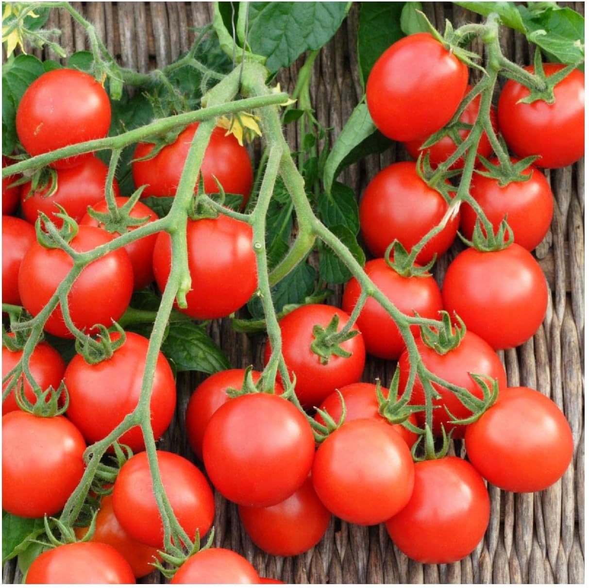 Everwilde Farms - 1/4 Lb Small Red Cherry Tomato Seeds - Gold Vault