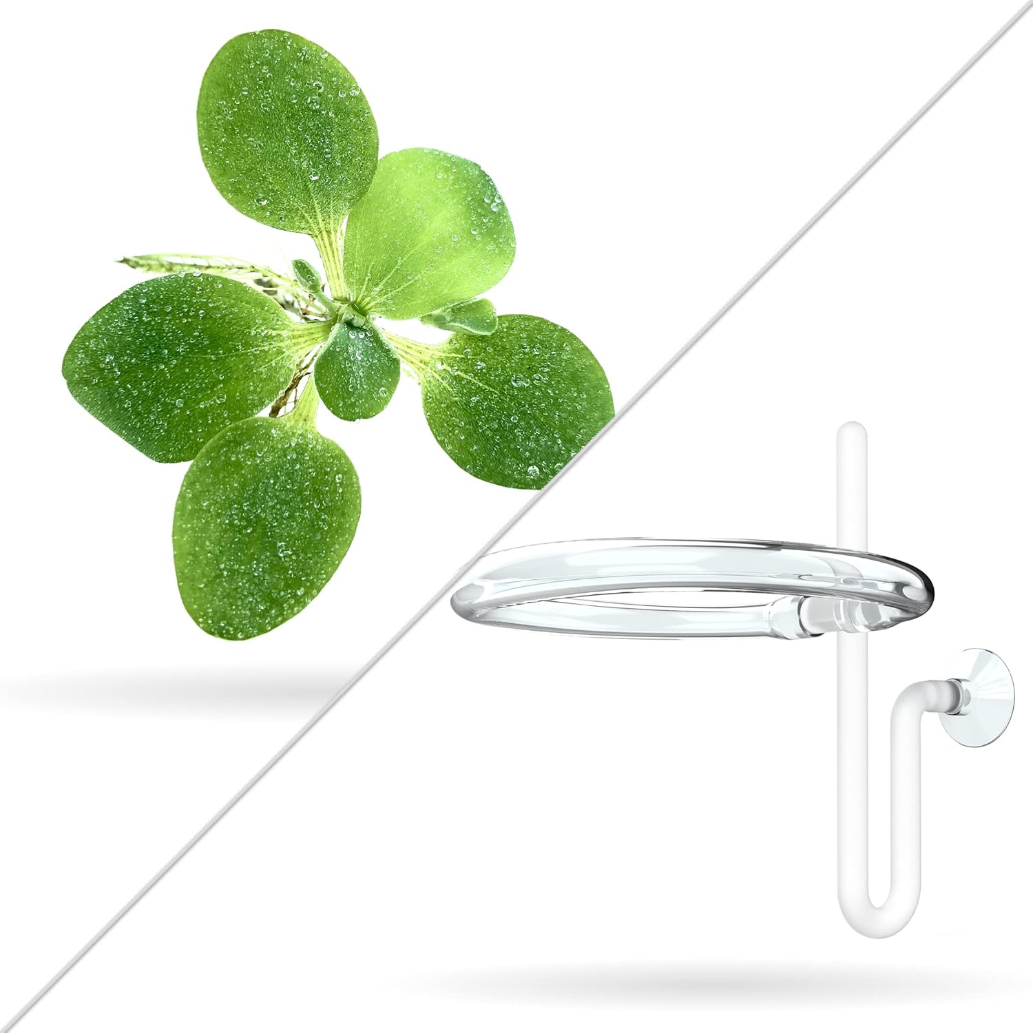 12+ Leaves Water Lettuce (Dwarf) + Invisible Feeding Ring — Live Floating Plant for Aquarium (Pistia stratioes) by Aquarigram
