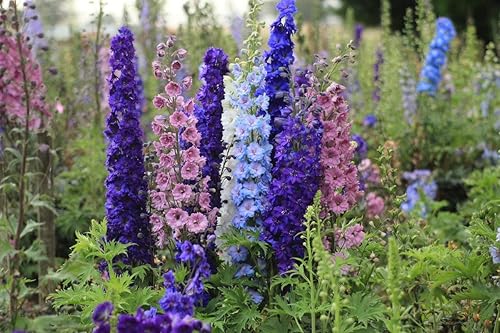 Miniatura 7 de Giant Rocket Larkspur Delphinium Imperial Mix Seeds Flores anuales altas para plantar al aire libre sin OMG 100 semillas