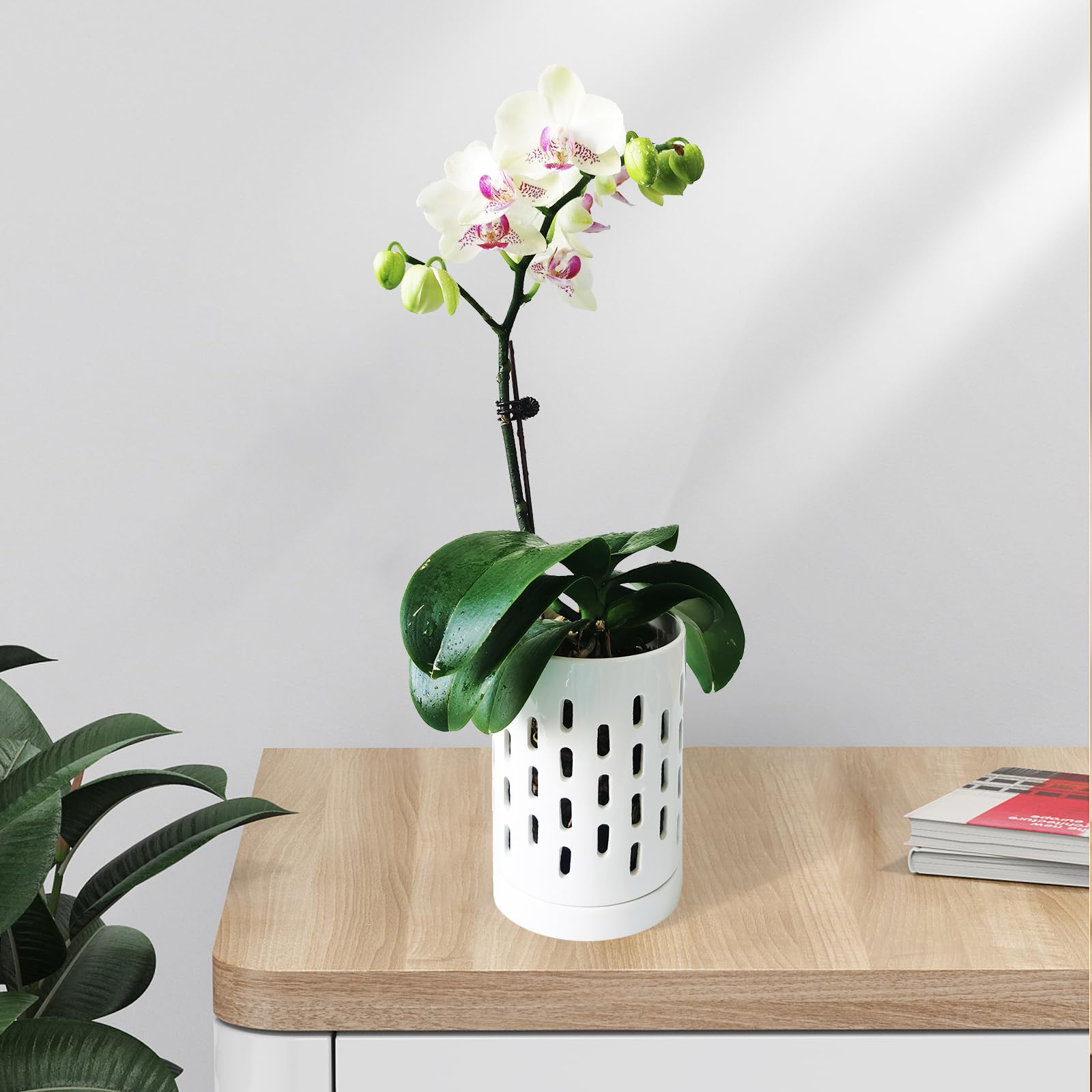 Lanccona Orchideentöpfe Mit Untersetzern – Set Aus 8 Töpfen In 4 Größen (10,2-17,8 Cm), Transparent