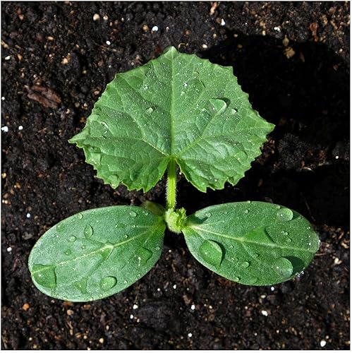 Miniatura 5 de Everwilde Farms - 100 semillas de pepino híbrido Calypso - Paquete de semillas jumbo Gold Vault