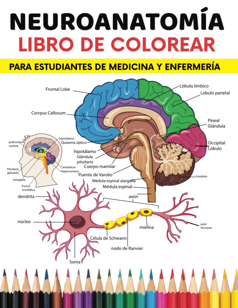 Neuroanatomía Libro de colorear Para estudiantes de medicina y enfermería: Manera fácil y divertida de aprender el cerebro humano y el sistema nervioso (Spanish Edition)
