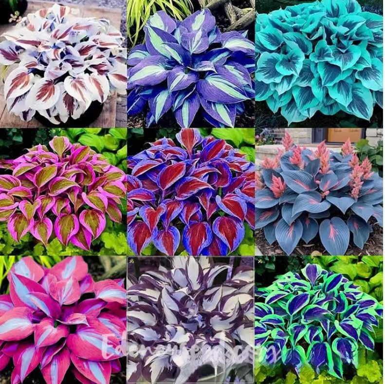 300+ Mixed Color Hosta Seeds – Shade-Tolerant Perennial Plants for Planting, Perfect for Ground Cover, Pots & Cool Shaded Gardens