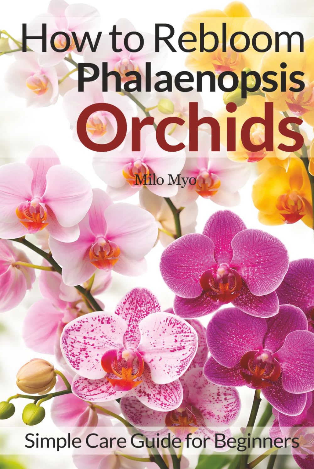 How to Rebloom Phalaenopsis Orchids: Simple Care Guide for Beginners