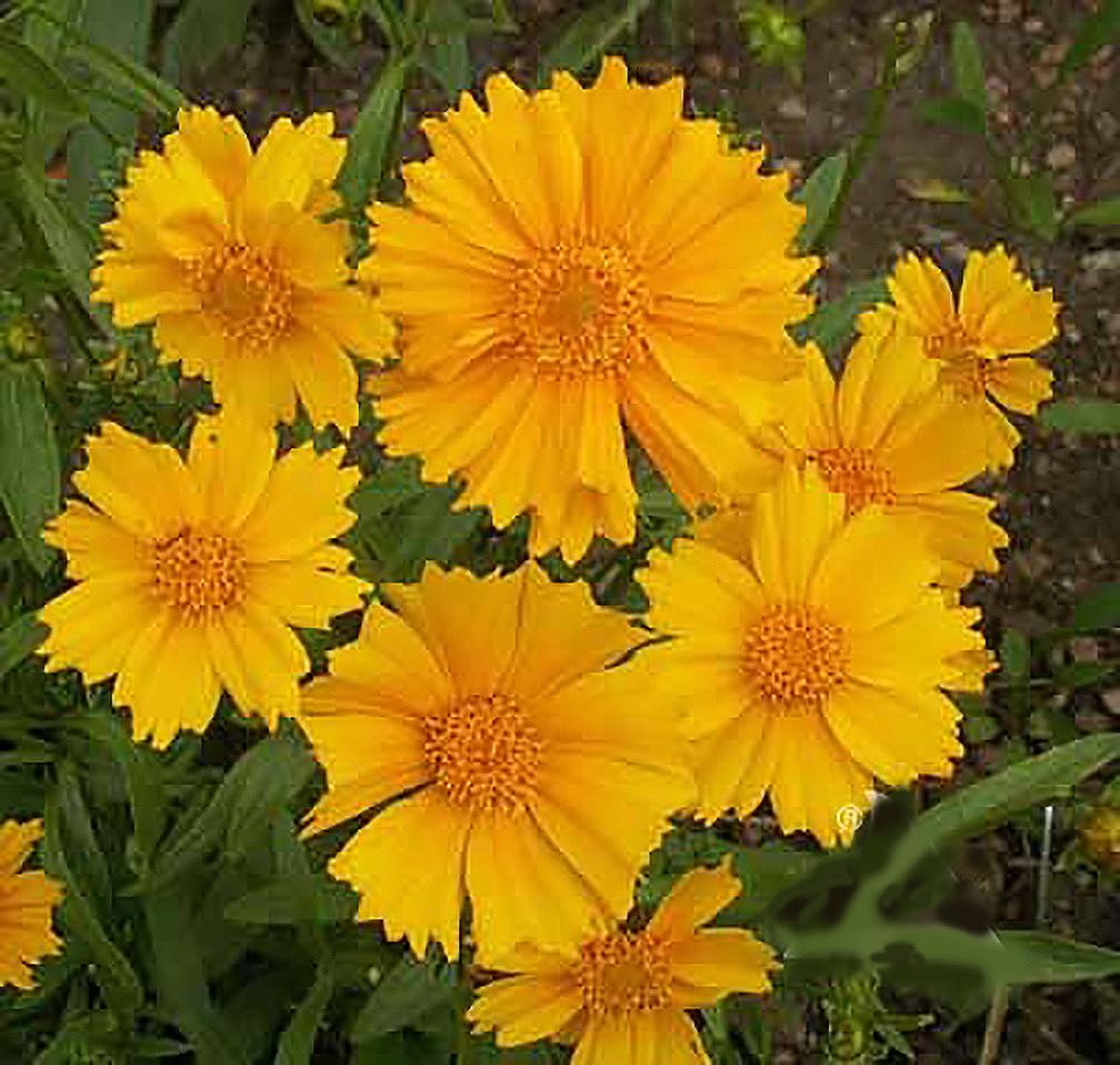 Amazon.com : Dwarf Coreopsis Seeds - 1000 Seeds - 16