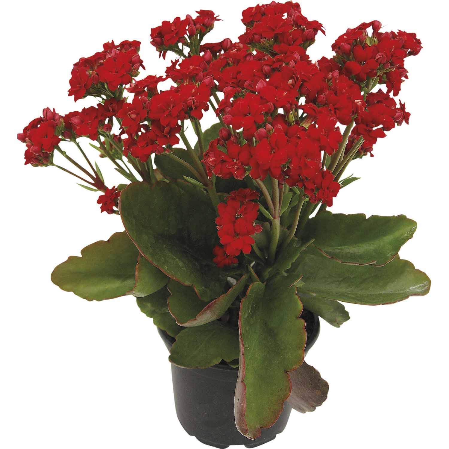 Guruji Plantation 2 Set of Live Kalanchoe Combo Succulent Kailanko Flower Plant Flowering Ornamental Drought Tolerant Easy Care for Home Garden with Plastic Pot (Set of 2) (Red Combo) (B0CS9WPY2D) Amazon Price History, Amazon Price Tracker