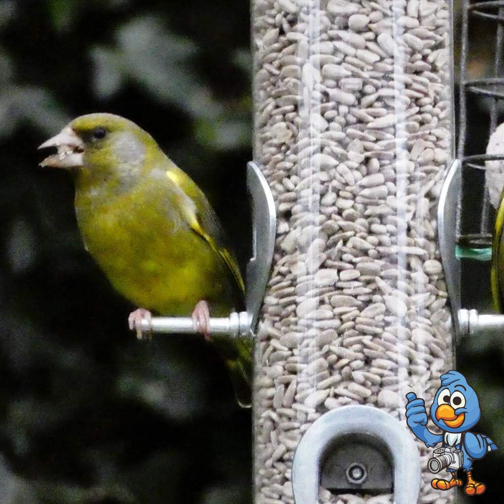 Beschäftigte Schnäbel Sonnenblumenkerne - Körner Vogelfutter Bäckereiqualität für Wildvögel (12.5kg)