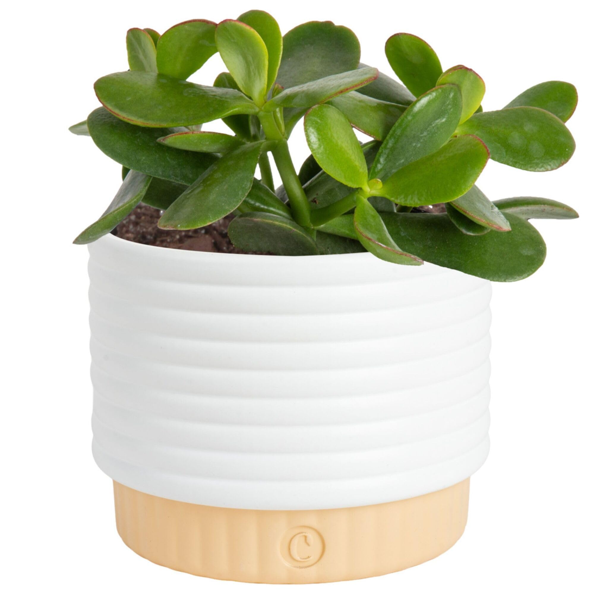 Costa Farms Jade Live Plant in Decorative Pot