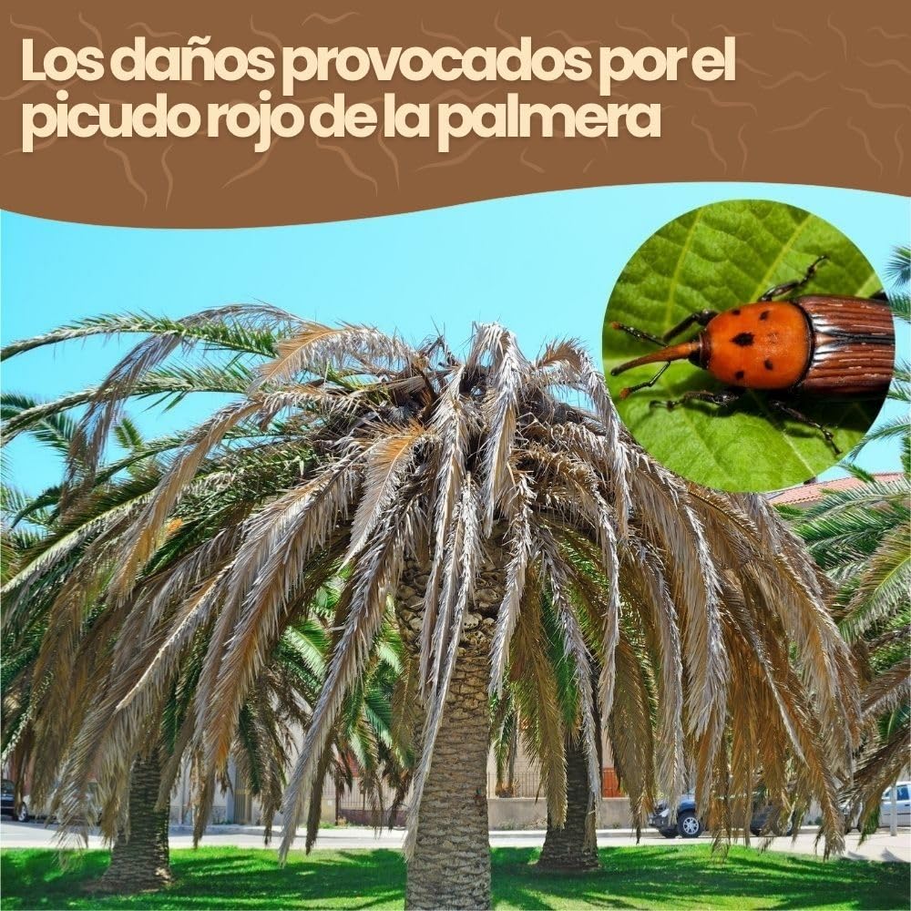 Nematodos SC contra el picudo rojo de la palmera (Para 2 a 4 palmeras - 50 millones)