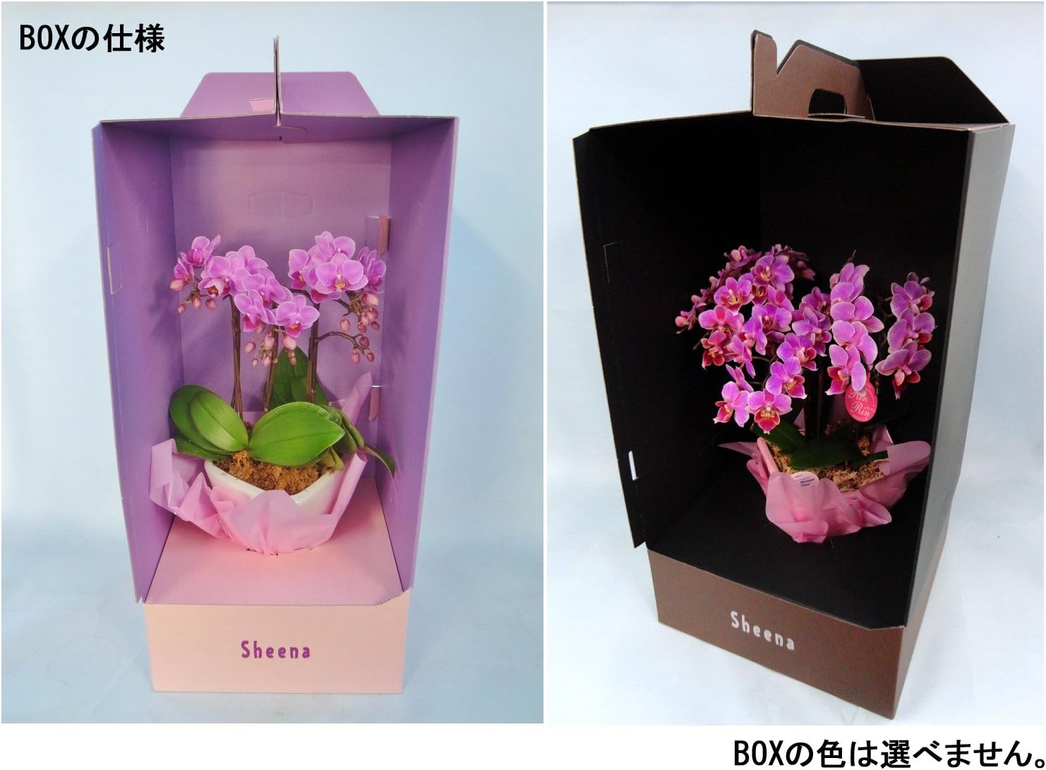 Amazon 花のギフト 椎名洋ラン園の胡蝶蘭 ピンク 3本立ち 持ち運びやすく そのまま贈れるギフトboxに入っています None 観葉植物 通販