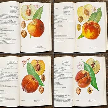 Amazon.co.jp: 東ドイツの古い果実図鑑(steinobstsorten 1976年