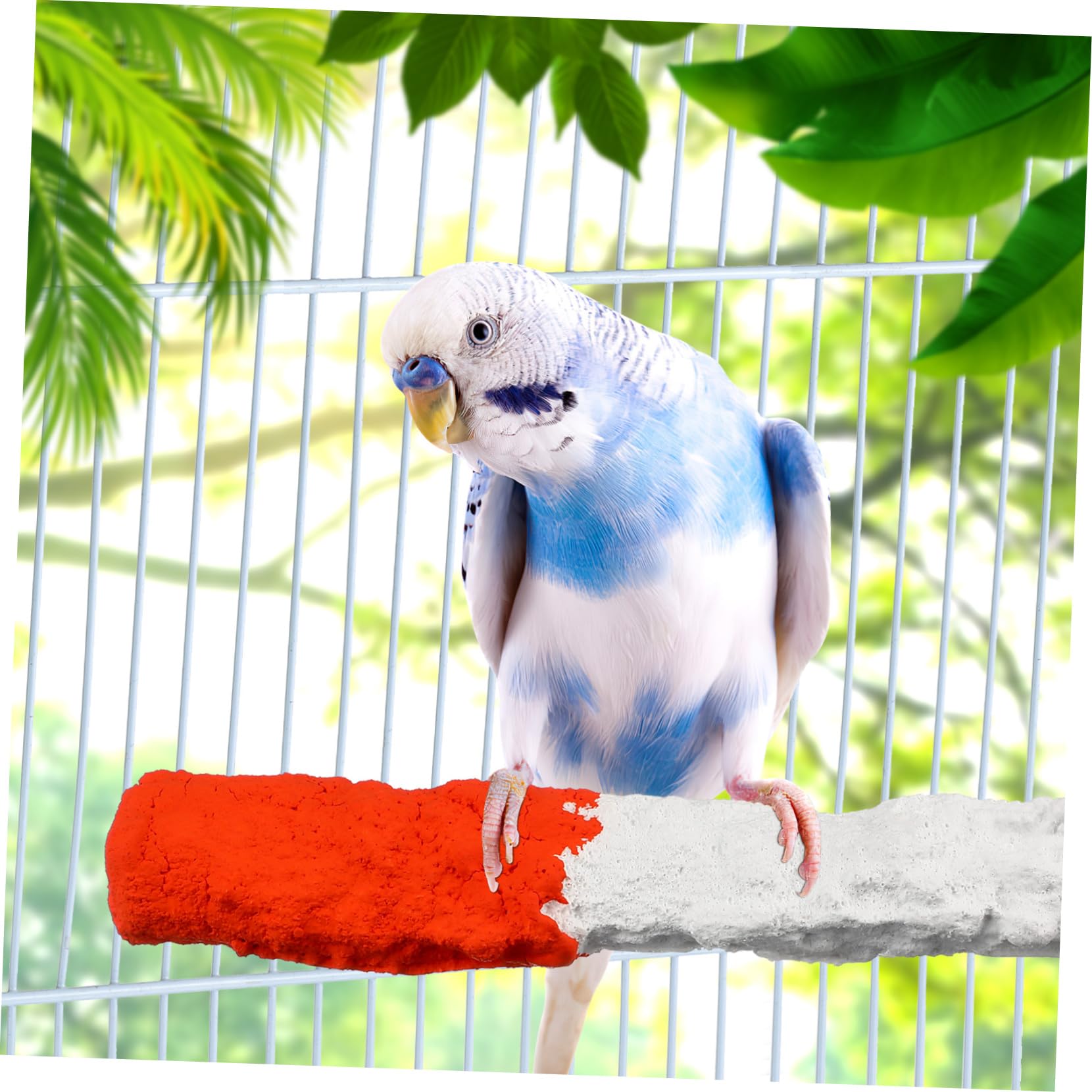 Perchoir à Perroquet en Os de Seiche Riche en Calcium, 2 Pièces