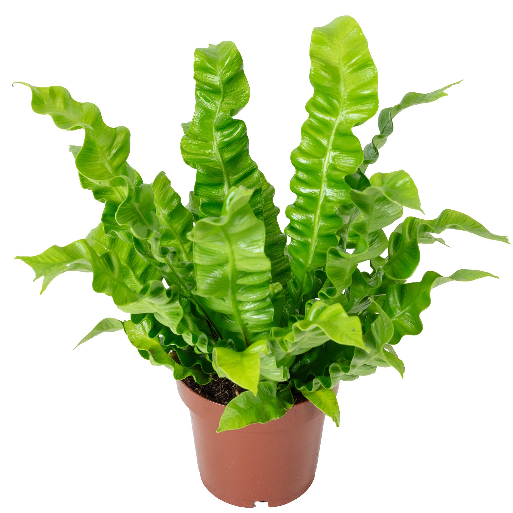 Nid fougère – Plante d'intérieur facile d'entretien, Asplenium nidus « Crispy Wave » – Hauteur : env. 25 cm, diamètre du pot : 12 cm