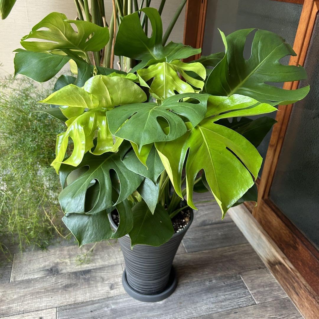 モンステラ 約170cm 健康的な状態⭕️大型モンステラ デリシオーサ モンステラ 約170cm 健康的な状態⭕️大型モンステラ デリシオーサ